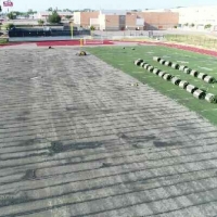 1702 Turf Removal Half Finished