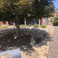2107-Turf Front Yard with Tree Before