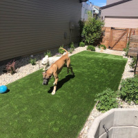 2021 Small Turf Backyard With Dogs