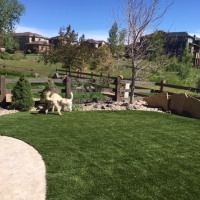 1910 Turf Backyard with Dogs