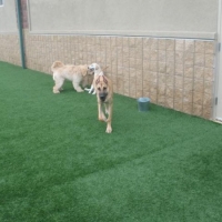 Dog Park 3