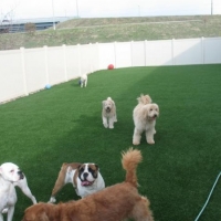 Dog Park 4